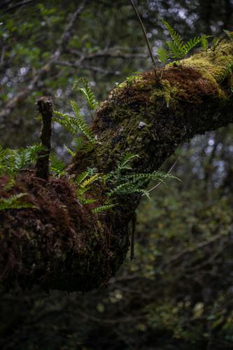 Temperate Rainforests Pamela EA Climate Words